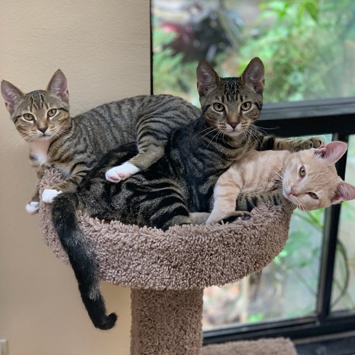 Feline Package Westlake Animal Inn Pet Resort Tarpon Springs, FL